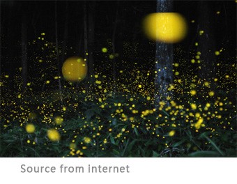 Love With no Boundaries: Watching fireflies